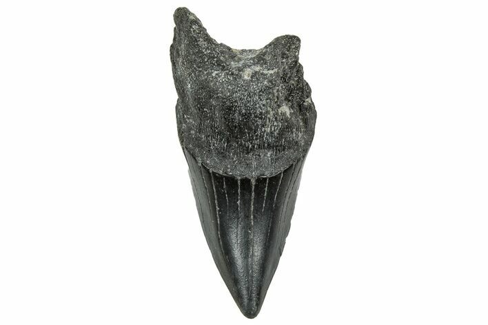 Rare, Fossil Shark (Parotodus) Tooth - South Carolina #329076